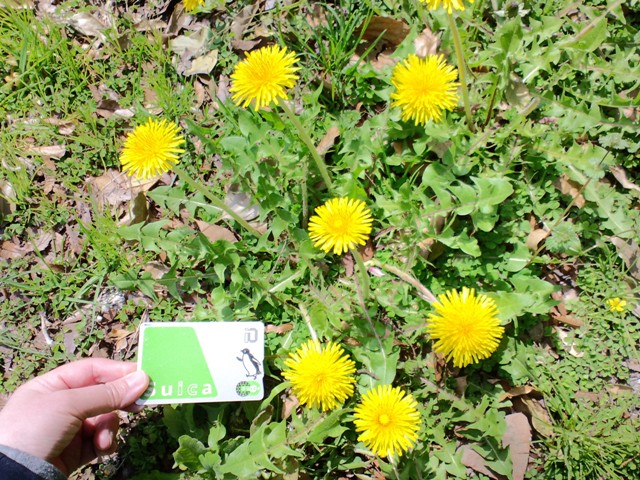 タンポポ 花が大きい: 日常植物 タンポポ 花が大きい: 日常植物