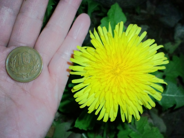 タンポポ 花が大きい: 日常植物