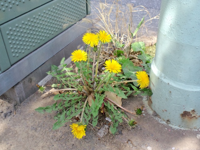 タンポポ 花が大きい: 日常植物 タンポポ 花が大きい: 日常植物