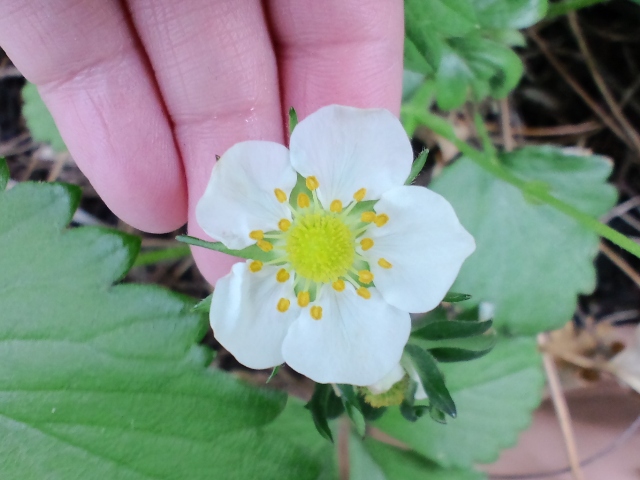 イチゴ 花弁が4枚 花びらの枚数が少ない 日常植物